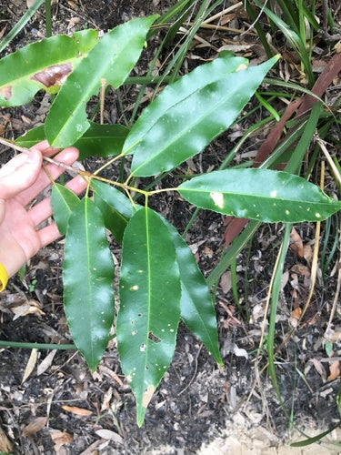 Ceratopetalum apetalum (Coachwood)