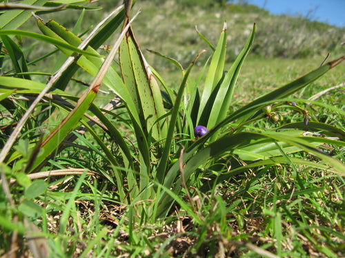 Dianella Caerulea (Flax Lily)