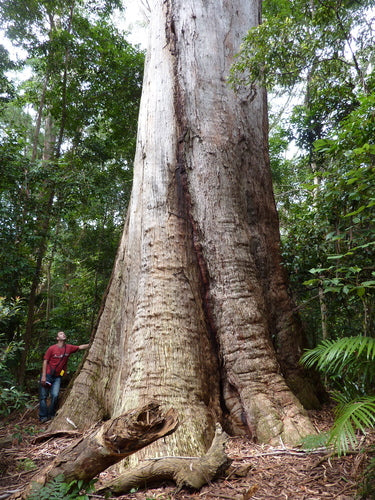 Eucalyptus pilularis (Blackbutt)