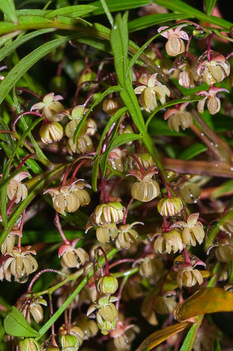 Dodonaea megazyga (Large-leaved Hop Bush)