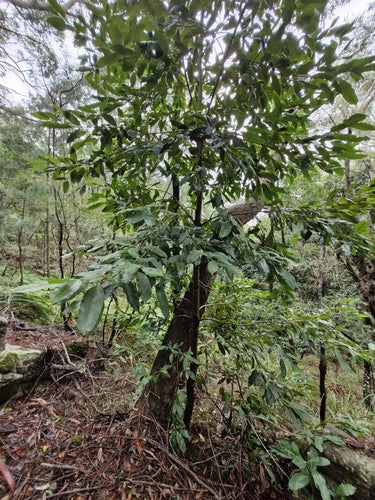 Ceratopetalum apetalum (Coachwood)