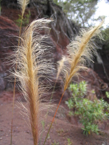 Dichelachne crinita (Longhair Plume Grass)