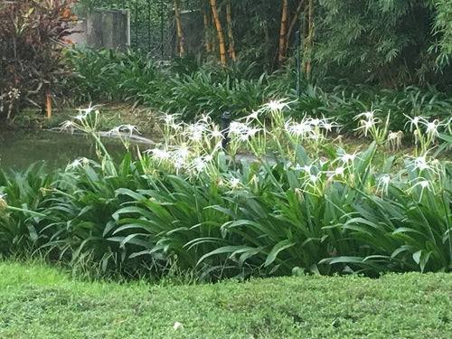 Hymenocallis littoralis (Thai Spider)