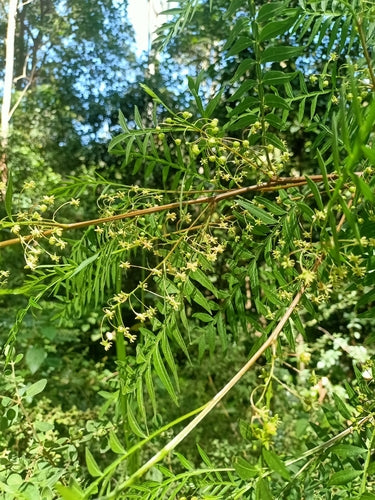 Dodonaea megazyga (Large-leaved Hop Bush)