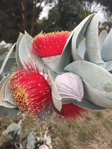 Eucalyptus Punctata (Grey Gum)