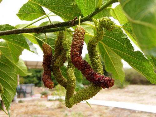 Morus macroura (White Shahtoot Mulberry)