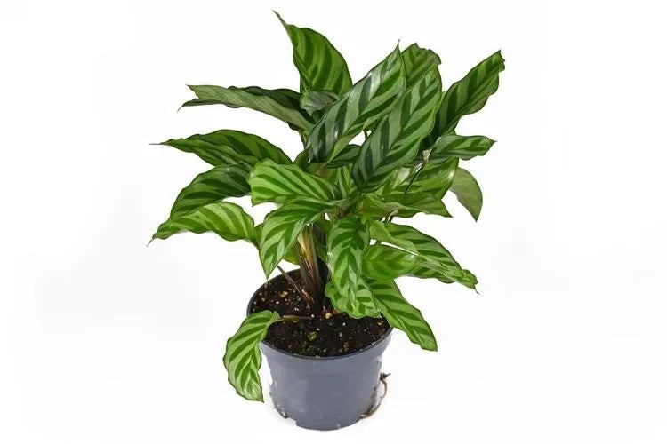 Calathea Freddie (Freddie)