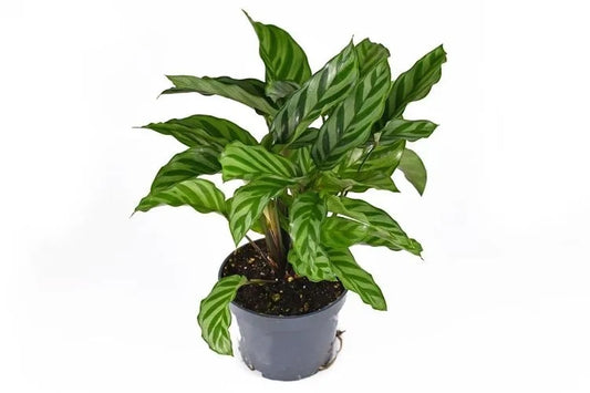 Calathea Freddie (Freddie)