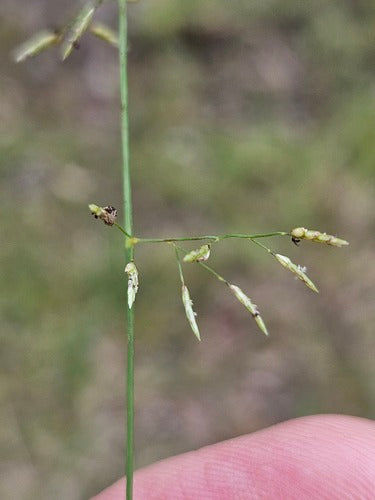 Eragrostis Leptostachya (Paddock Lovegrass)