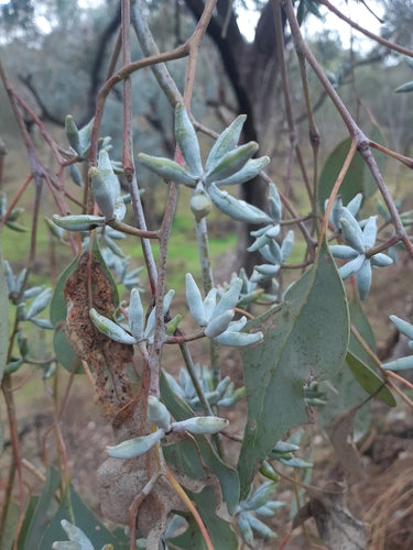 Eucalyptus albens (White Box)