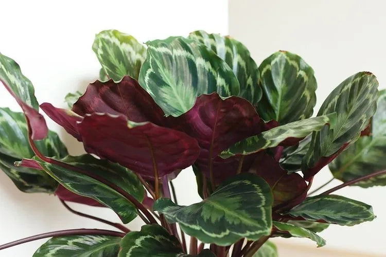 Goeppertia (Calathea) ‘Red Mojo’ (Calathea Red Mojo)