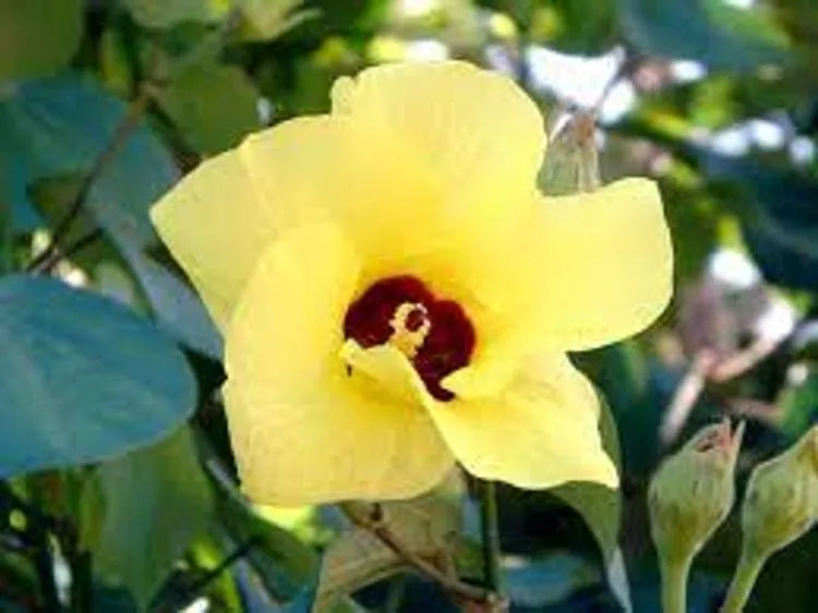 Hibiscus tiliaceus ‘Rubra’ (Sea Hibiscus / Coastal Hibiscus)
