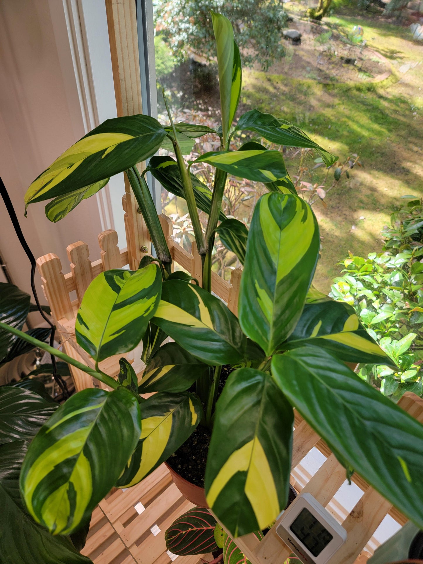 Ctenanthe Lubbersiana (Golden Mosaic Plant)