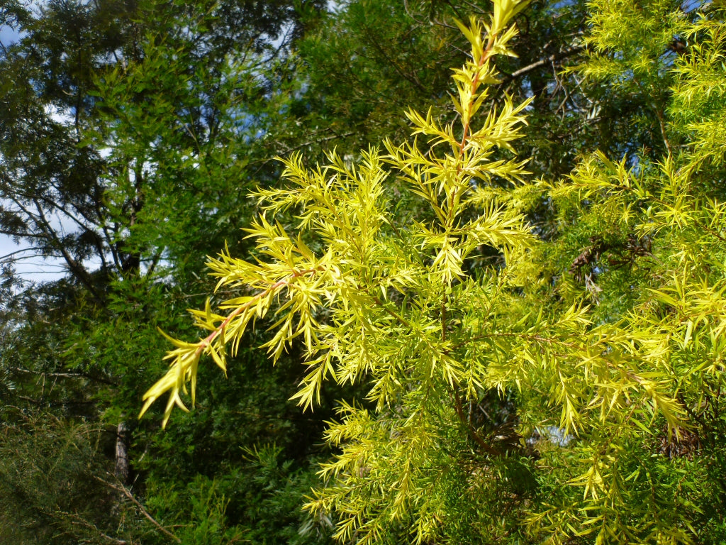 Melaleuca bracteata ‘Revolution Gold’ (Honey Myrtle)