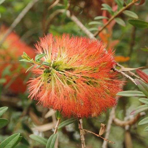 Melaleuca hypericifolia (Red Flowering Bottlebrush)