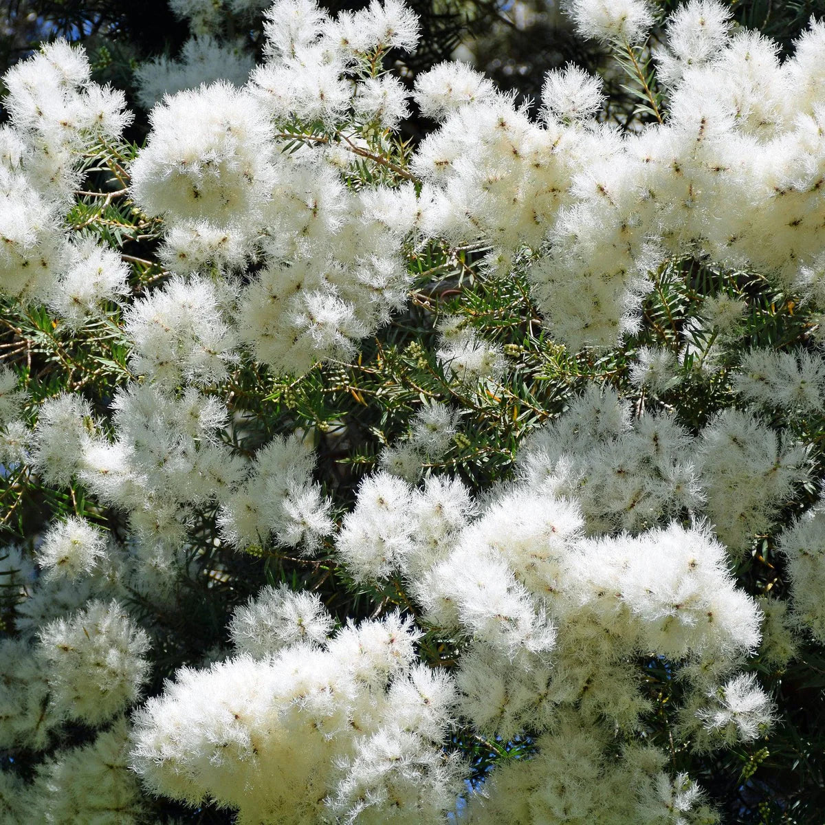 Melaleuca 'Snowstorm'