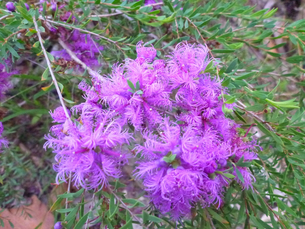 Melaleuca Thymifolia (Thyme Honey Myrtle)