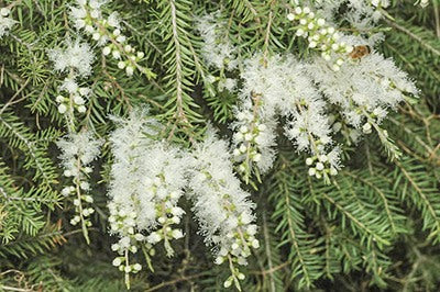 Melaleuca decora (Prickly-Leaved Paperbark)