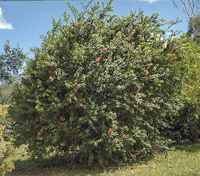 Melaleuca Hypericifolia (Hillock Bush)