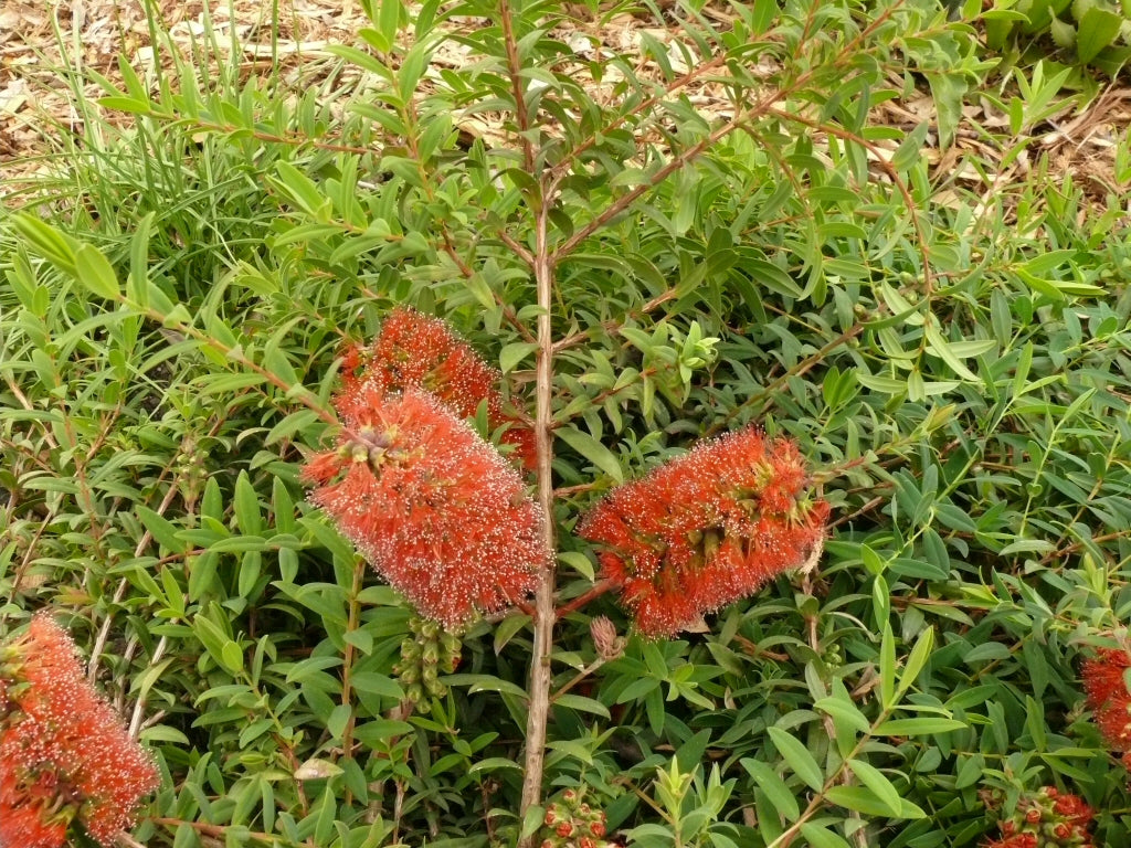 Melaleuca hypericifolia ‘Ulladulla Beacon’ (Ulladulla Beacon Honey Myrtle)
