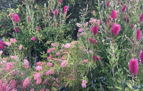 Melaleuca ‘Pink Surprise’ – Native Flowering Screen