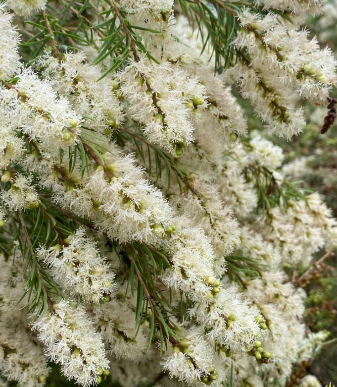 Melaleuca Linariifolia ‘Snowstorm’ (Snowstorm Paperbark)