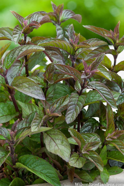 Mentha × Piperita ‘Chocolate’ (Chocolate Mint)