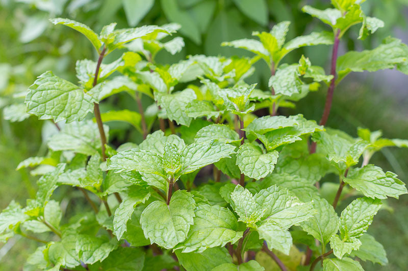 Mentha × Piperita (Peppermint Mint)
