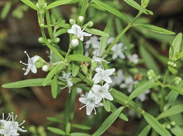 Mentha Satureioides (Bush Mint)