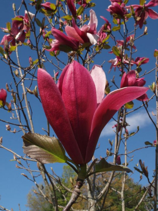 Magnolia ‘Mercury’