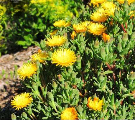 Mesembryanthemum crystallinum ‘Golden Sun’