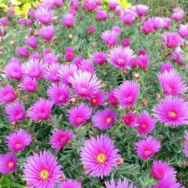Mesembryanthemum Spp. (Pink Livingstone Daisy)