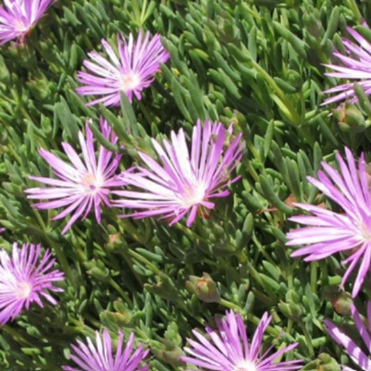 Mesembryanthemum Hybrida 'Mauve' (Mauve Pigface)