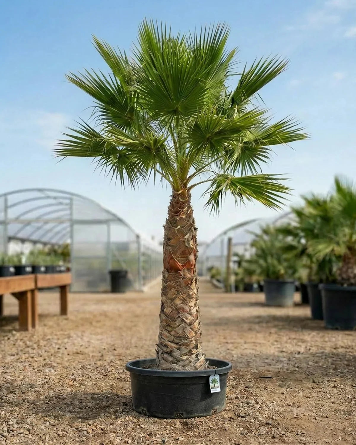 Washingtonia Robusta (Mexican Fan Palm)