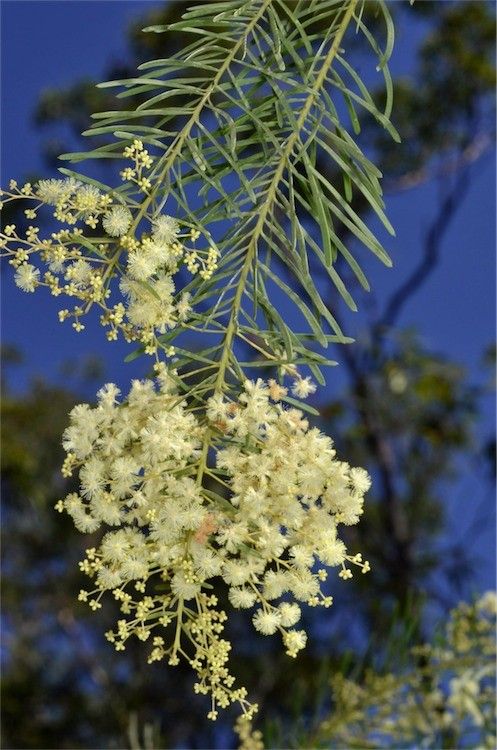 Acacia Linifolia (Flax Wattle)