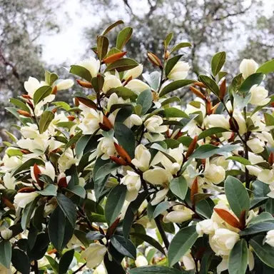 Magnolia 'Fairy Cream' (Syn. Michelia 'Fairy Cream') (Fairy Cream Magnolia)
