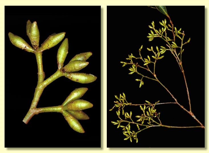 Eucalyptus microcarpa (Grey Box)