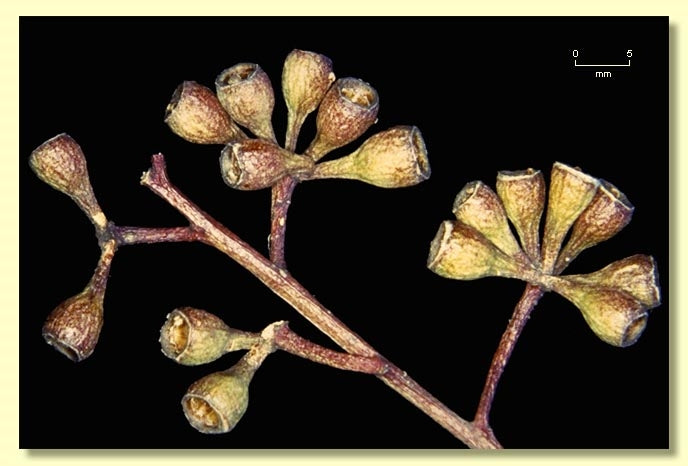 Eucalyptus microcarpa (Grey Box)
