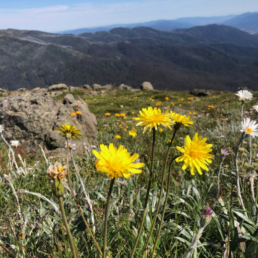 Microseris lanceolata (Yam Daisy)