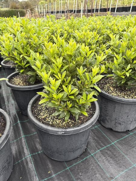 Laurus nobilis (Miles Choice)