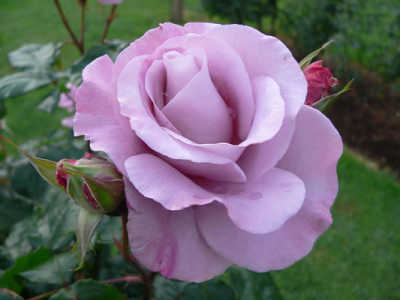 Rosa 'Shocking Blue' (Shocking Blue Floribunda Rose)