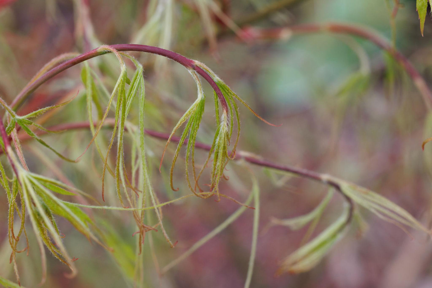 Acer Palmatum ‘Koto-Ito-Komachi’ (Threadleaf Japanese Maple)