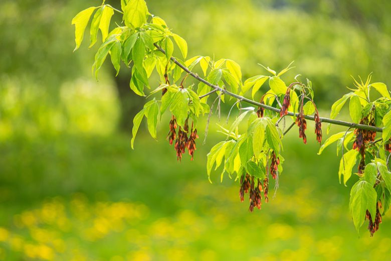 Acer Negundo 'Box Elder'