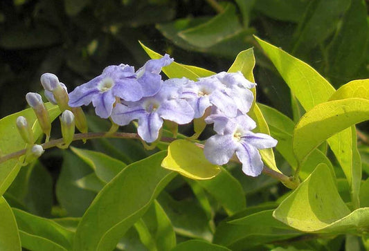 Duranta Erecta 'Sheena’s Minigold' (Sheena’s Minigold)