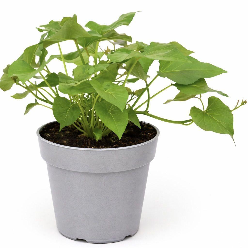 Ipomoea Batatas (Sweet Potato White)