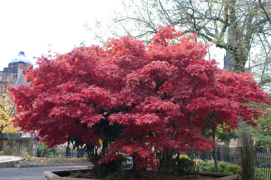 Acer palmatum Atropurpureum (Purple Maple Standards)