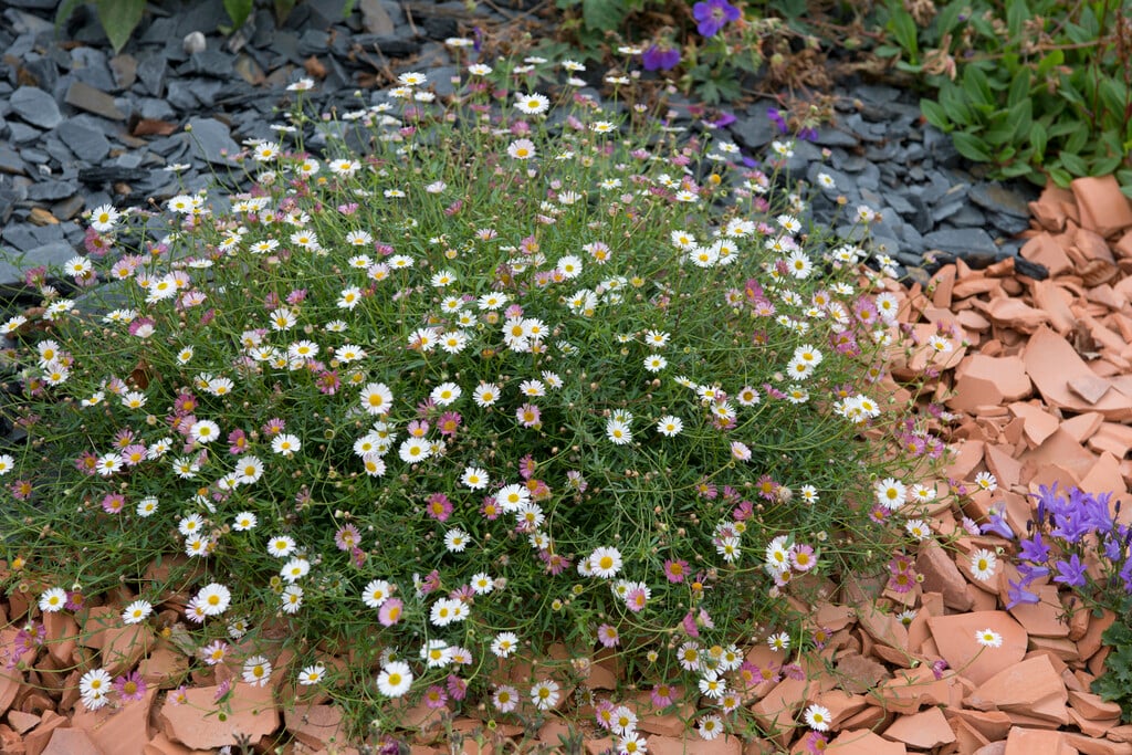 Erigeron karvinskianus (Mexican Fleabane)