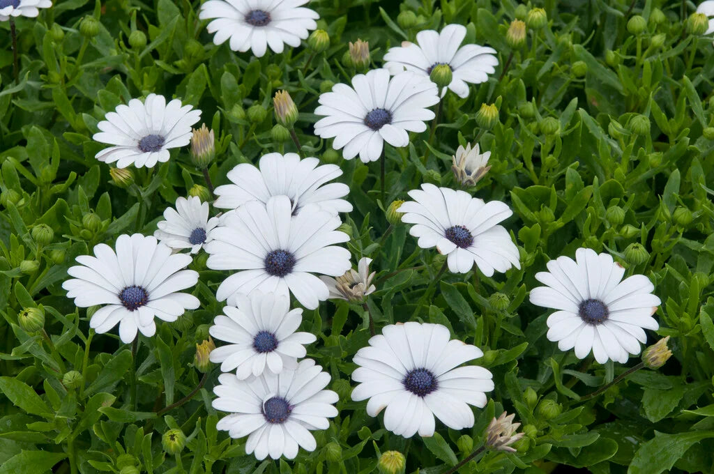 Osteospermum Ecklonis ‘Serenity White’ (Serenity White African Daisy)