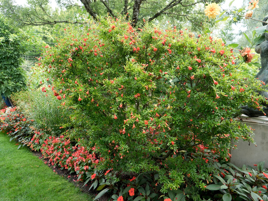 Punica granatum ‘Ben Hur’ (Ben Hur Pomegranate)