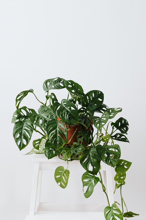 Monstera adansonii (Monkey Mask)
